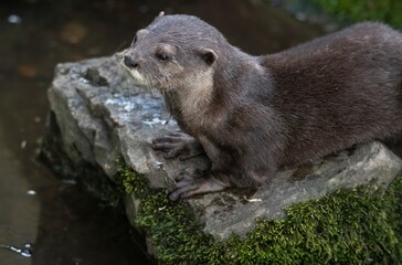 The Asian Small-Clawed Otter (Aonyx cinereus), also known as the Asian Short-Clawed Otter, Oriental Small-Clawed Otter and the Small-Clawed Otter.