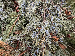 Close-up Juniperus virginiana or pencil cedar beautiful branch with many ripe blue berries. Blue fruit eastern red cedar tree. Wild blueberries. Juniper berries in a bush with many spines.
