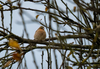 a male chaffinch (Fringilla coelebs) sat in a winter bush 