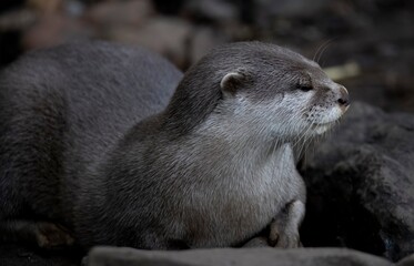 The Asian Small-Clawed Otter (Aonyx cinereus), also known as the Asian Short-Clawed Otter, Oriental...