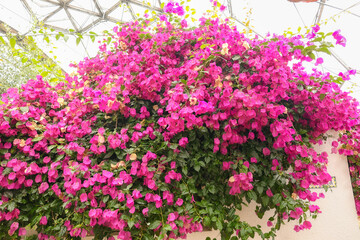 Eden Project, Cornwall, England. Beautiful pink flowers