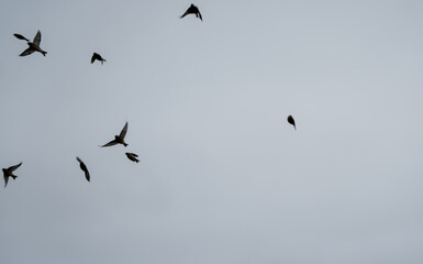 a large flock of hundreds of starlings (Sturnus vulgaris) flying low over a winter sunflower crop