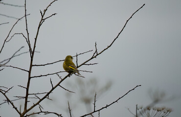 a greenfinch (Chloris chloris) perched on winter foliage