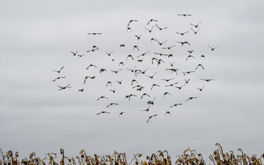 a large flock of hundreds of starlings (Sturnus vulgaris) flying low over a winter sunflower crop