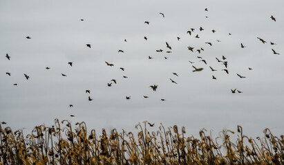 a large flock of hundreds of starlings (Sturnus vulgaris) flying low over a winter sunflower crop