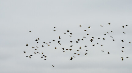a large flock of hundreds of starlings (Sturnus vulgaris) flying low over a winter sunflower crop