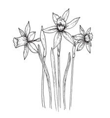 Elegant sketch of daffodil, black and white graphic