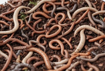 White background with earthworms in compost pile, ecology, worms, nature