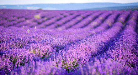 Obraz premium lavender field region france