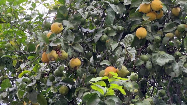 Part of lemon tree with ripe and unripe fruits