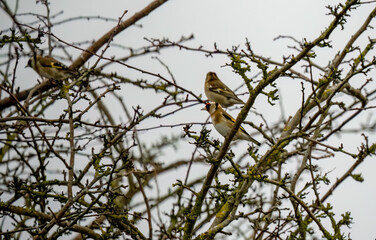 chaffinch (Fringilla coelebs) perched amongst winter branches