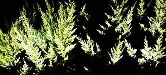 tree pine leaf green nature