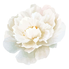 white peony flower © Natallia
