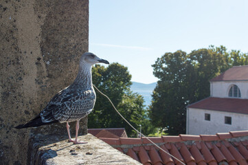 Caspian gull, Larus cachinnans, standing on the wall, in Zadar, Croatia