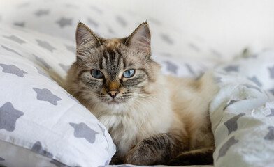 A beautiful cat with striking blue eyes lounges on soft pillow . Close up.
