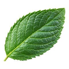 Obraz premium Mint Leaf isolated on transparent background.