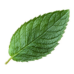 Natural Mint Leaf Texture isolated on transparent background.