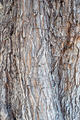 bark of a tree texture
