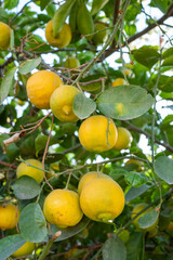 lemon tree with fruits