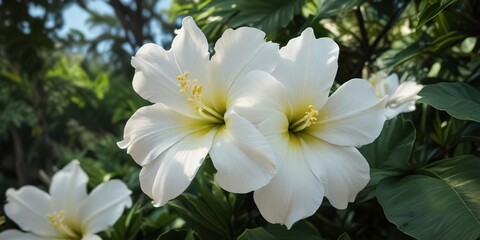 Fototapeta premium Large white petals of a moorea flower contrasting against dark green leaves, tropical, vibrant, foliage
