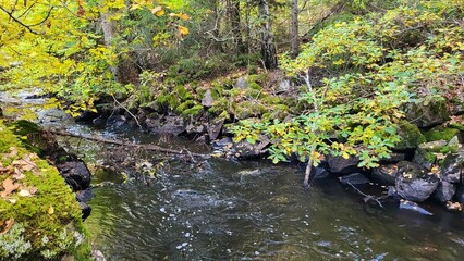 Large dark stones are washed by water in the forest
