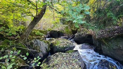 stream in the forest, Sweden woods 
