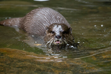 The Asian Small-Clawed Otter (Aonyx cinereus), also known as the Asian Short-Clawed Otter, Oriental...