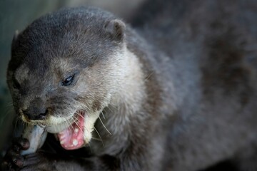 The Asian Small-Clawed Otter (Aonyx cinereus), also known as the Asian Short-Clawed Otter, Oriental Small-Clawed Otter and the Small-Clawed Otter.