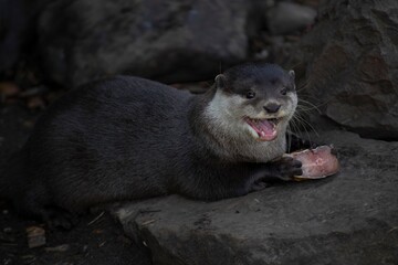 Obraz premium The Asian Small-Clawed Otter (Aonyx cinereus), also known as the Asian Short-Clawed Otter, Oriental Small-Clawed Otter and the Small-Clawed Otter.