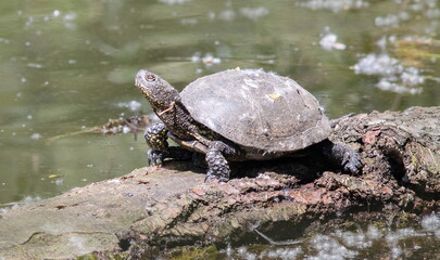 Obraz premium turtle on the water