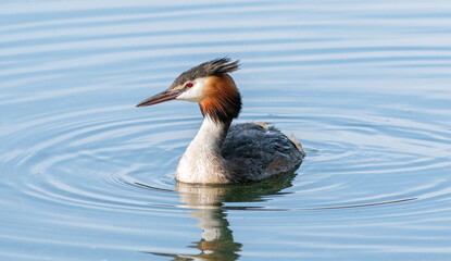 duck in water