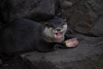 Obraz premium The Asian Small-Clawed Otter (Aonyx cinereus), also known as the Asian Short-Clawed Otter, Oriental Small-Clawed Otter and the Small-Clawed Otter.