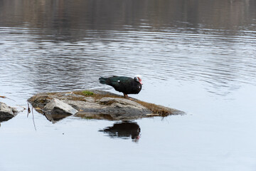 Large bird of muscovy duck on stone in city lake. Black musk with greenish plumage in wildlife. Domestic bird of cairina moschata. Portrait poultry water duck in pond. Barbary duck with red nasal.