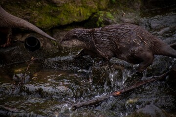 The Asian Small-Clawed Otter (Aonyx cinereus), also known as the Asian Short-Clawed Otter, Oriental...
