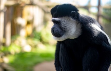 The Mantled Guereza (Colobus guereza), also known simply as the Guereza, the Eastern Black-and-White Colobus, or the Abyssinian Black-and-White Colobus.