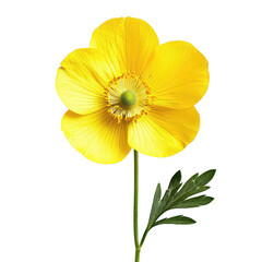 A vibrant yellow buttercup flower on a transparent background