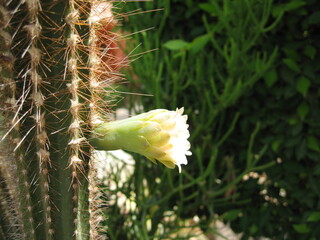 Cactus flower blooming in natural green setting