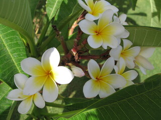 Yellow centered flowers bloom in sunlight