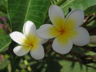 Beautiful white flowers bloom in tropical garden