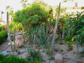 Lush garden featuring diverse cacti and plants