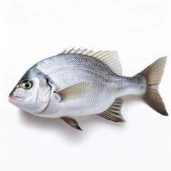 Obraz premium poisson,pageot, isolé, animal, aliment, blanc, pêche, nature, ailette, attraper, brut, eau douce, fleuve, le perche, eau, frais, queue, sain, aquarium, tête, lac, écaille