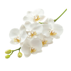Plakat Branch of beautiful white orchids on transparent background