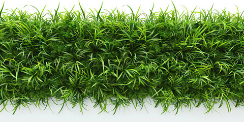 Fototapeta premium Horizontal Arrangement of Green Foliage
