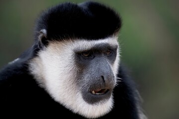 Obraz premium The Mantled Guereza (Colobus guereza), also known simply as the Guereza, the Eastern Black-and-White Colobus, or the Abyssinian Black-and-White Colobus.