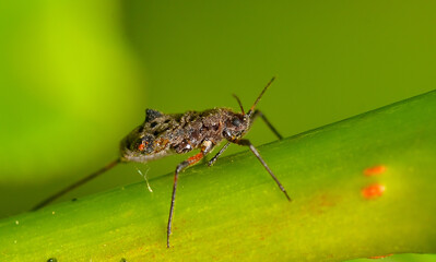 aphid posing on a leaf