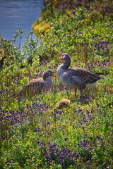Parents and babies by river in Thingvellir National Park Þingvellir, historic site, Iceland, east of Reykjavík