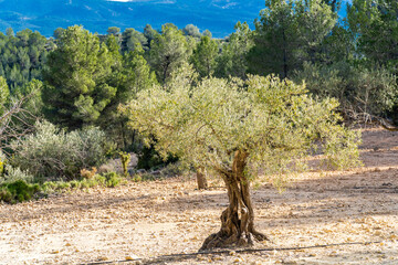 Olive trees in a field at sunset.