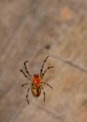 small spider on the lookout for prey