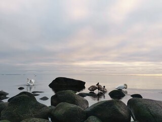 Obraz premium Swan in the sea.