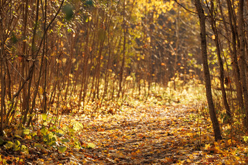 Obraz premium A peaceful forest path meanders through golden autumn foliage, illuminated by soft sunlight in the late afternoon.